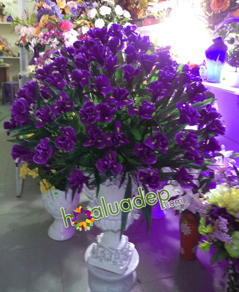 Zoom với Sắc tím sang trọng