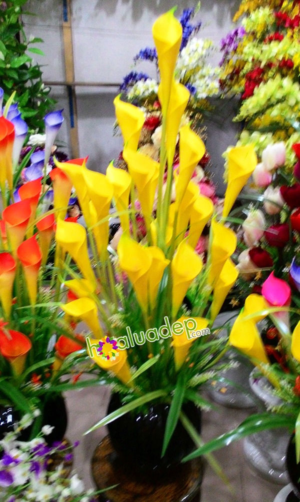 Zoom với Hoa Rum vàng