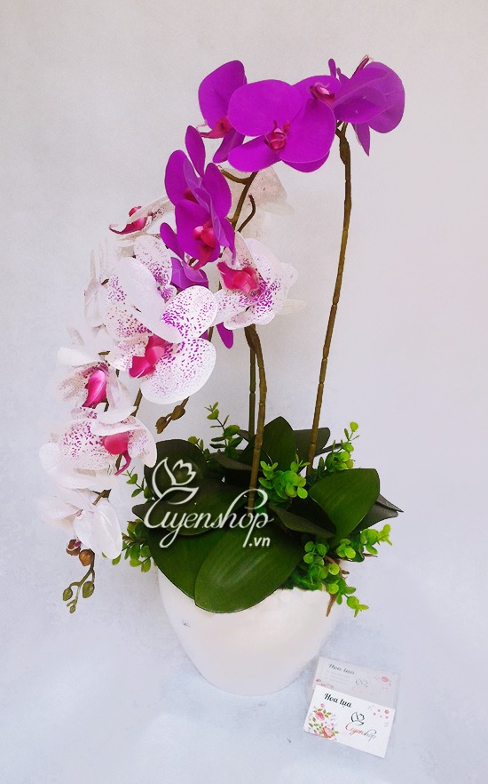 Zoom với Chậu Lan Tím