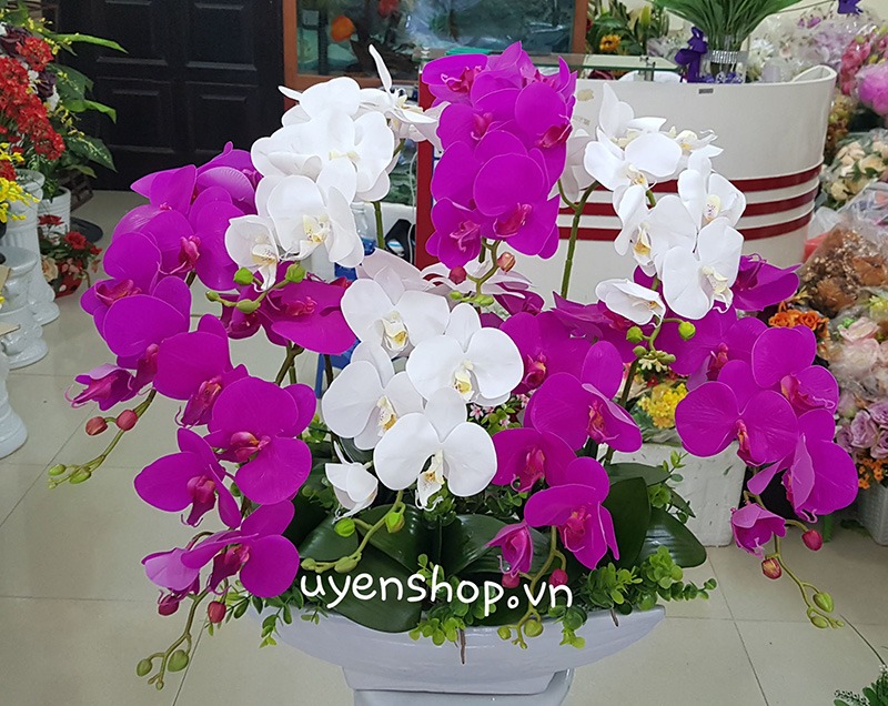 Zoom với Thuyền hoa lan