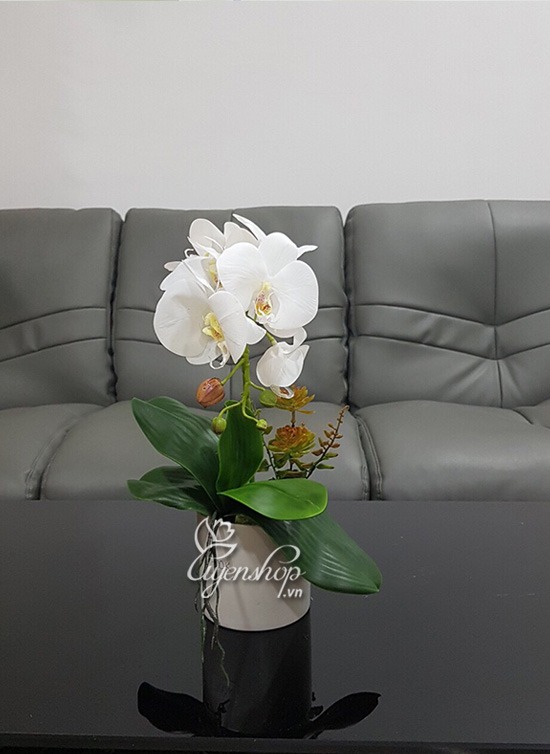 Zoom với Bình Lan trắng xinh