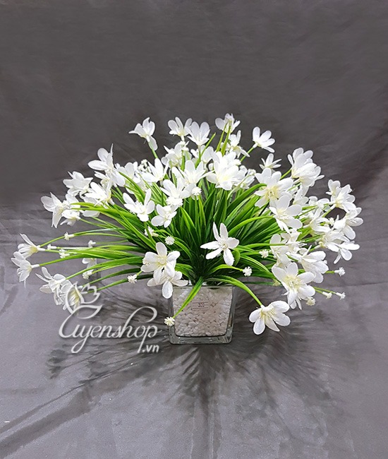 Zoom với HOA THỦY TIÊN TRẮNG