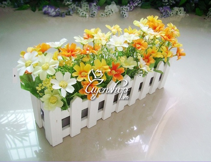 Zoom với HÀNG RÀO HOA CÚC