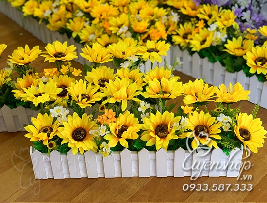 Zoom với HÀNG RÀO HOA HƯỚNG DƯƠNG