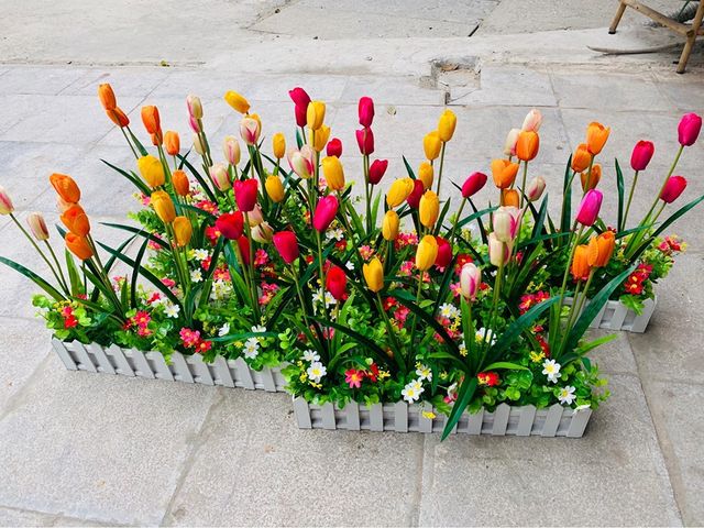 Zoom với HÀNG RÀO HOA TULIP