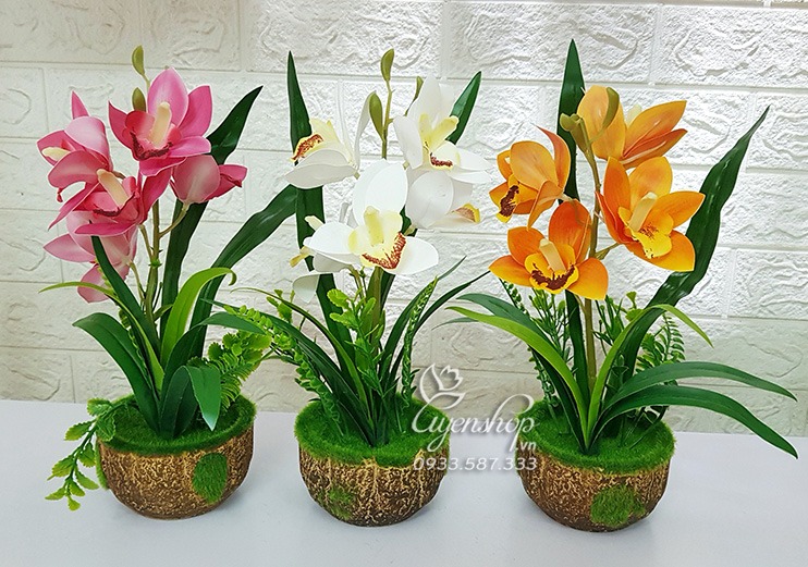 Zoom với Chậu Địa Lan Nhỏ