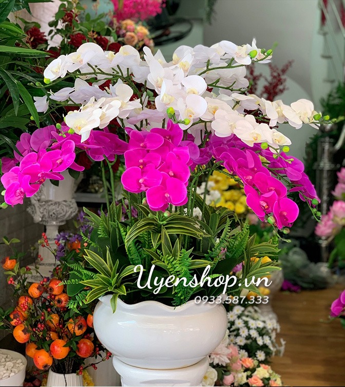 Zoom với Chậu Lan Trắng Tím Lớn