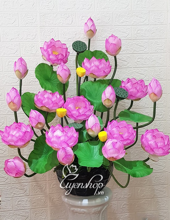 Zoom với Bình Sen Hồng