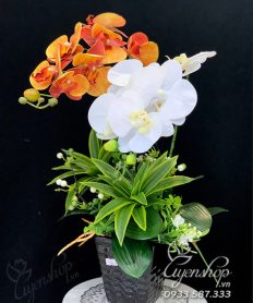 Hoa giả, Hoa lụa đẹp, Chậu Lan Hồ Điệp Trắng Cam
