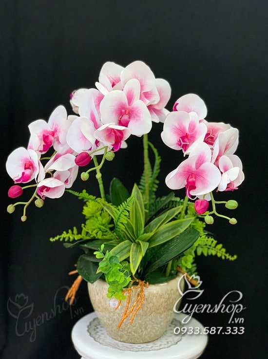 Zoom với Chậu Lan Hồ Điệp Hồng