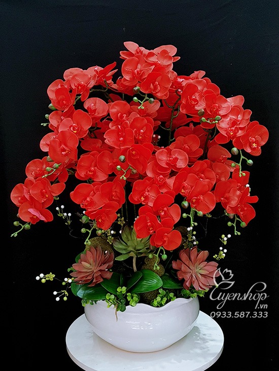Zoom với Chậu Lan Hồ Điệp Đỏ