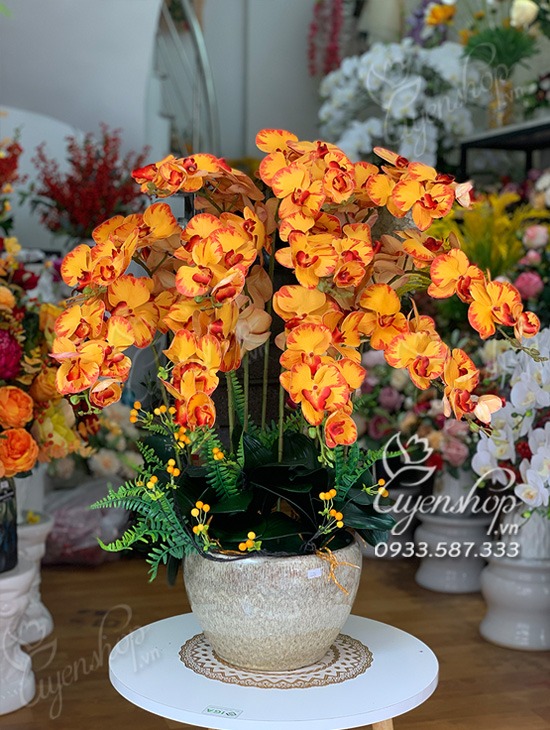 Zoom với Chậu Lan Hồ Điệp