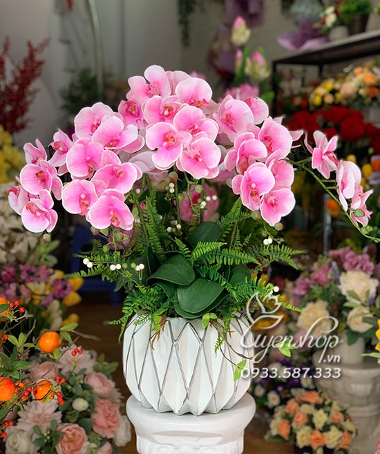 Zoom với Chậu Lan Hồng Xinh