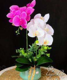 Hoa giả, Hoa lụa đẹp, Lan Hồ Điệp trắng tím nhẹ nhàng