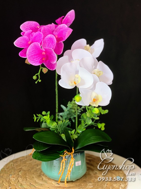 Zoom với Lan Hồ Điệp trắng tím nhẹ nhàng