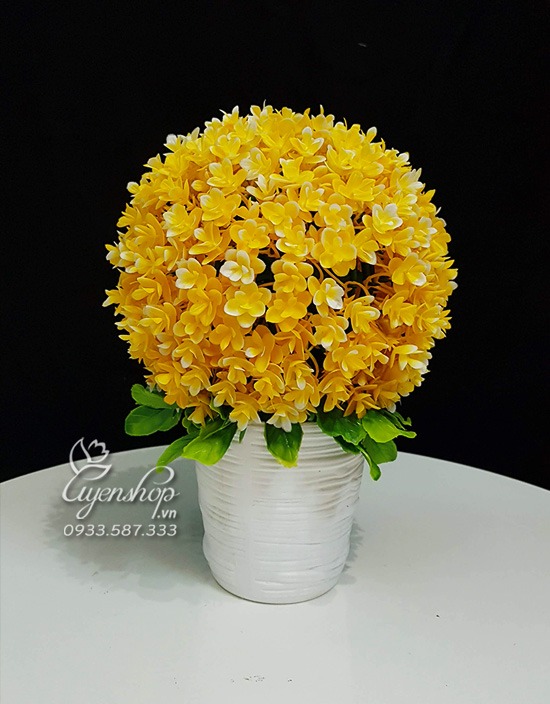 Zoom với Cây Tú Cầu