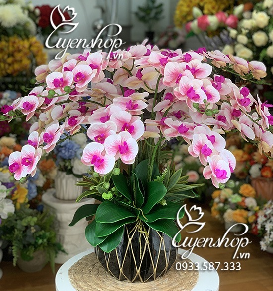 Zoom với Chậu Lan Hồ Điệp Trắng Tím