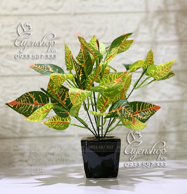 Zoom với CÂY XANH NHỎ ĐỂ BÀN