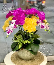 Hoa giả, Hoa lụa đẹp, CHẬU LAN HỒ ĐIỆP MIX MÀU
