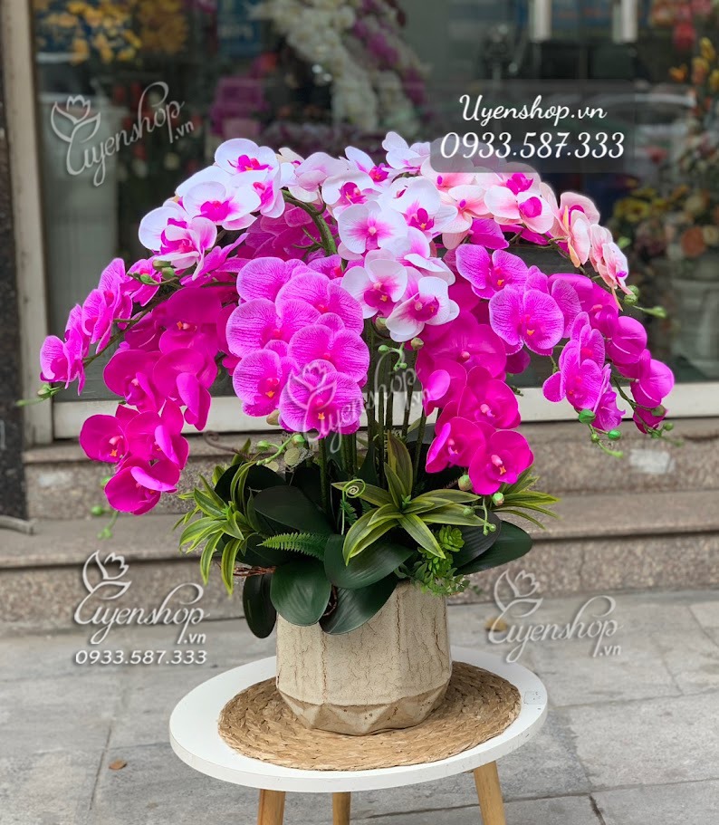 Zoom với CHẬU LAN HỒ ĐIỆP MIX MÀU TONE TÍM