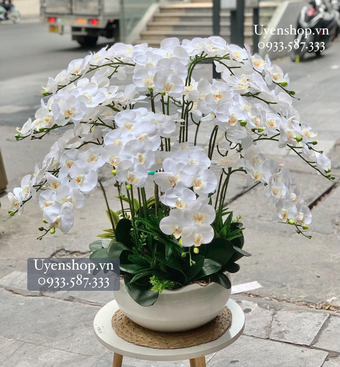 Zoom với CHẬU LAN HỒ ĐIỆP TRẮNG