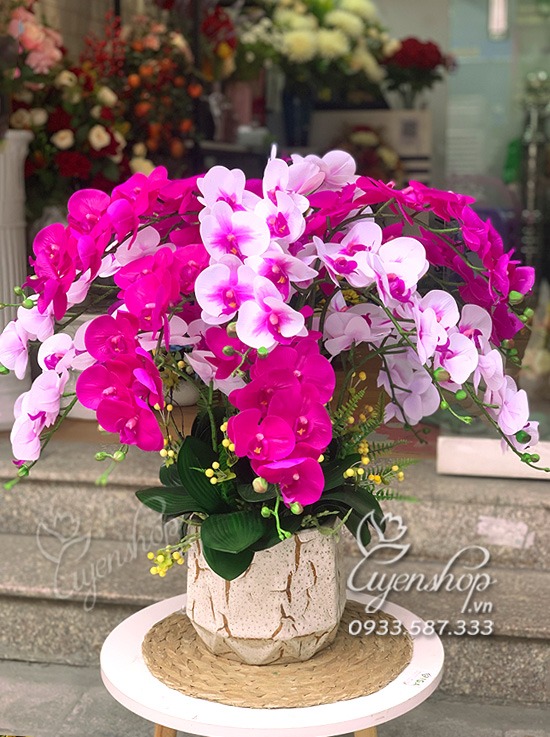 Zoom với CHẬU LAN MIX MÀU TONE TÍM