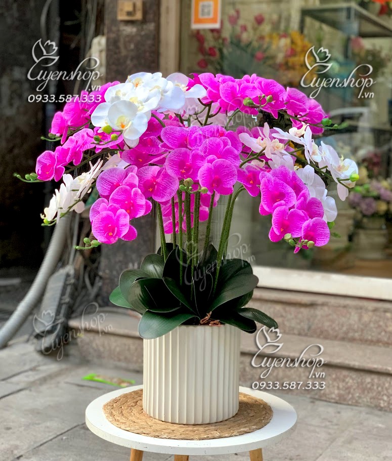 Zoom với CHẬU LAN HỒ ĐIỆP TRẮNG TÍM