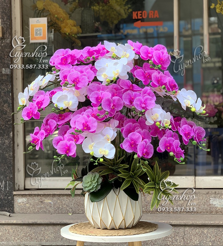 Zoom với CHẬU LAN HỒ ĐIỆP ĐỂ PHÒNG KHÁCH