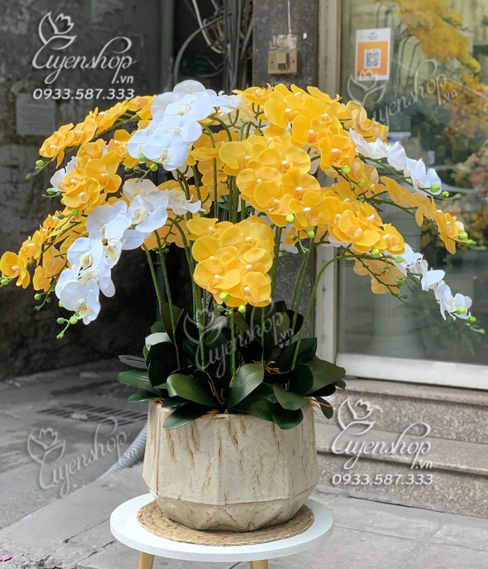 Zoom với CHẬU LAN HỒ ĐIỆP TONE VÀNG – TRẮNG