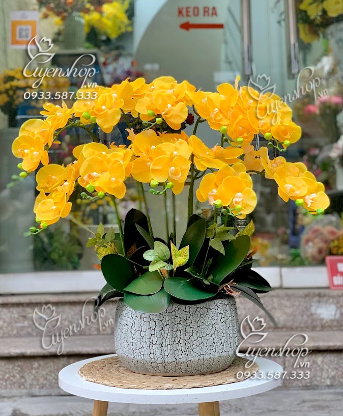 Zoom với CHẬU LAN HỒ ĐIỆP VÀNG