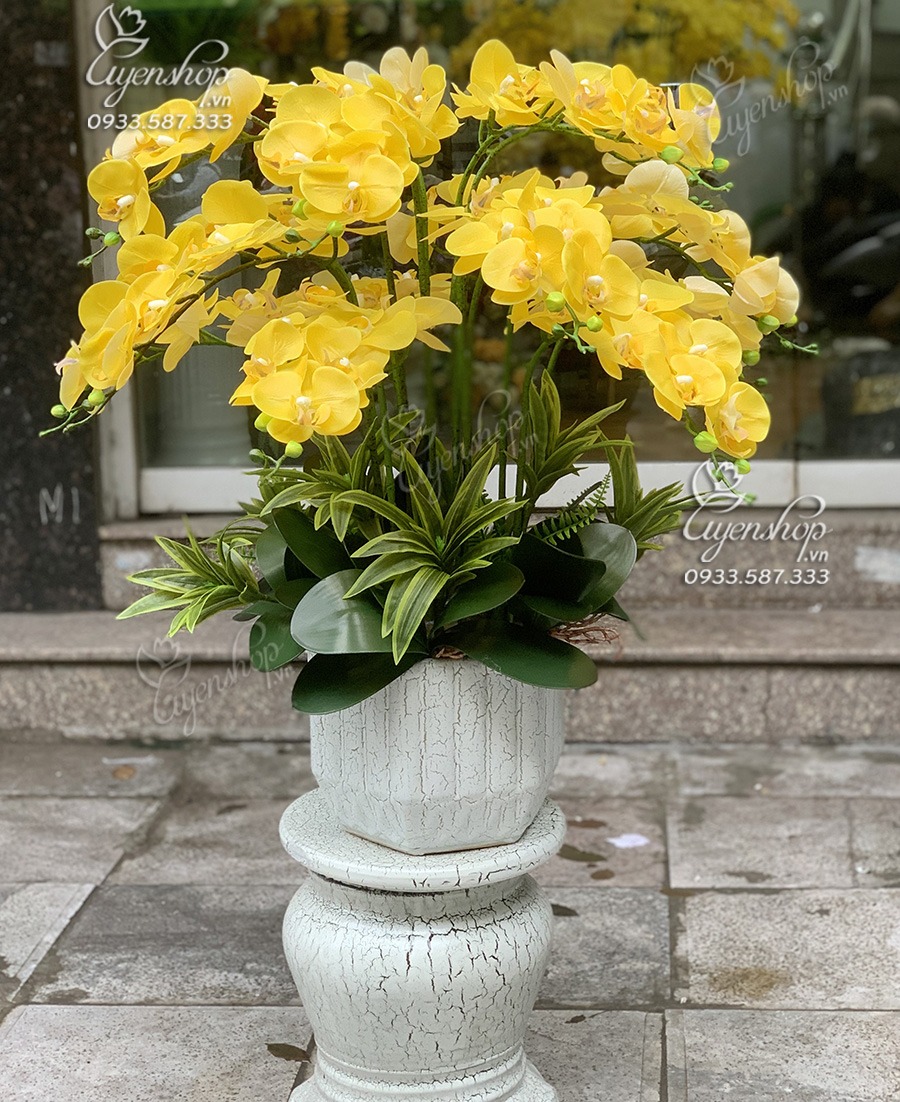 Zoom với CHẬU LAN HỒ ĐIỆP TONE VÀNG