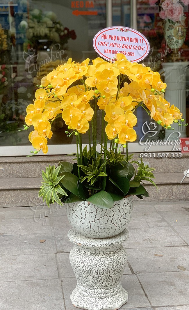 Zoom với CHẬU LAN VÀNG RỰC RỠ