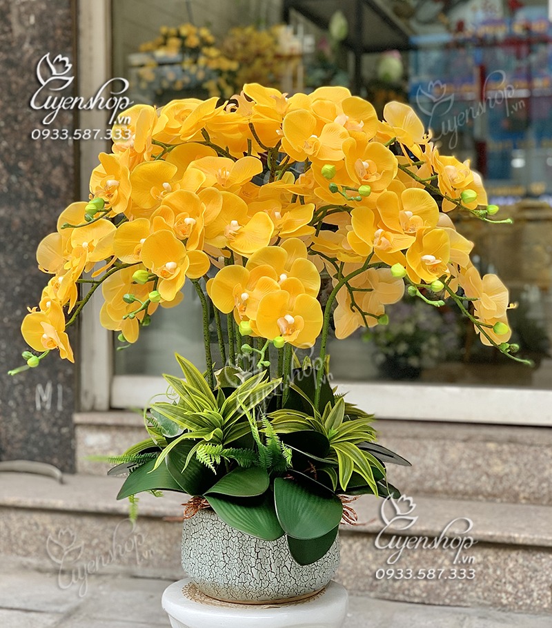 Zoom với CHẬU LAN HỒ ĐIỆP VÀNG