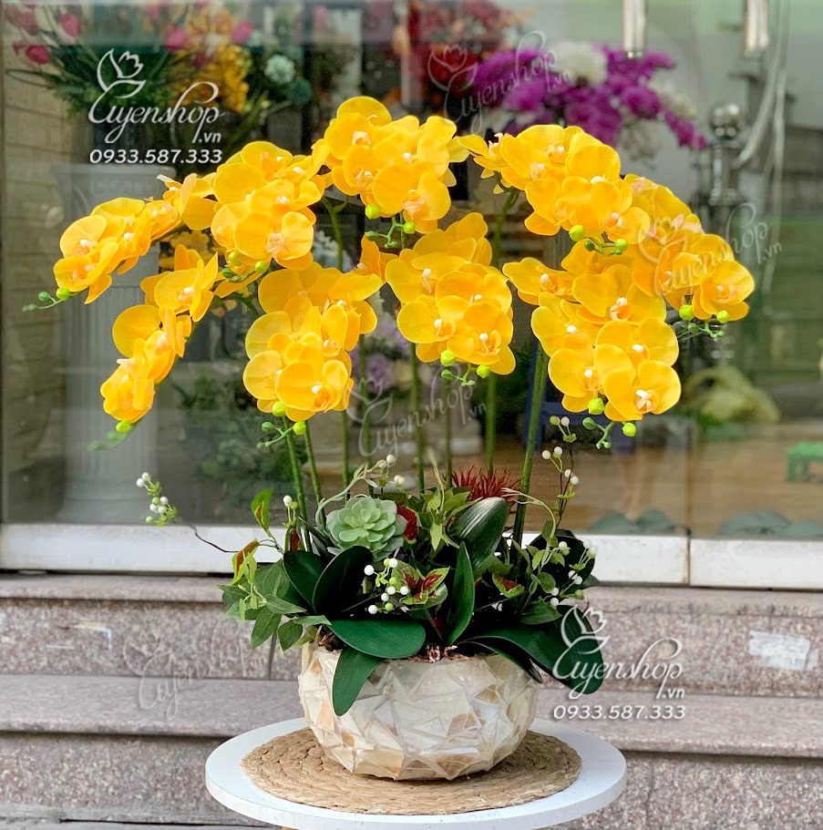 Zoom với CHẬU LAN HỒ ĐIỆP VÀNG