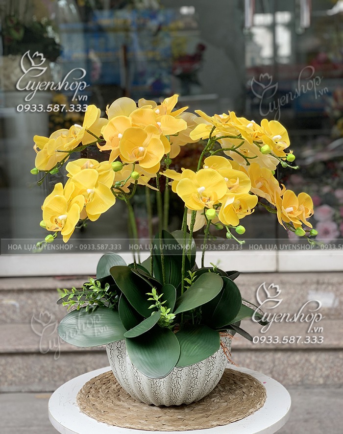 Zoom với CHẬU LAN TONE VÀNG