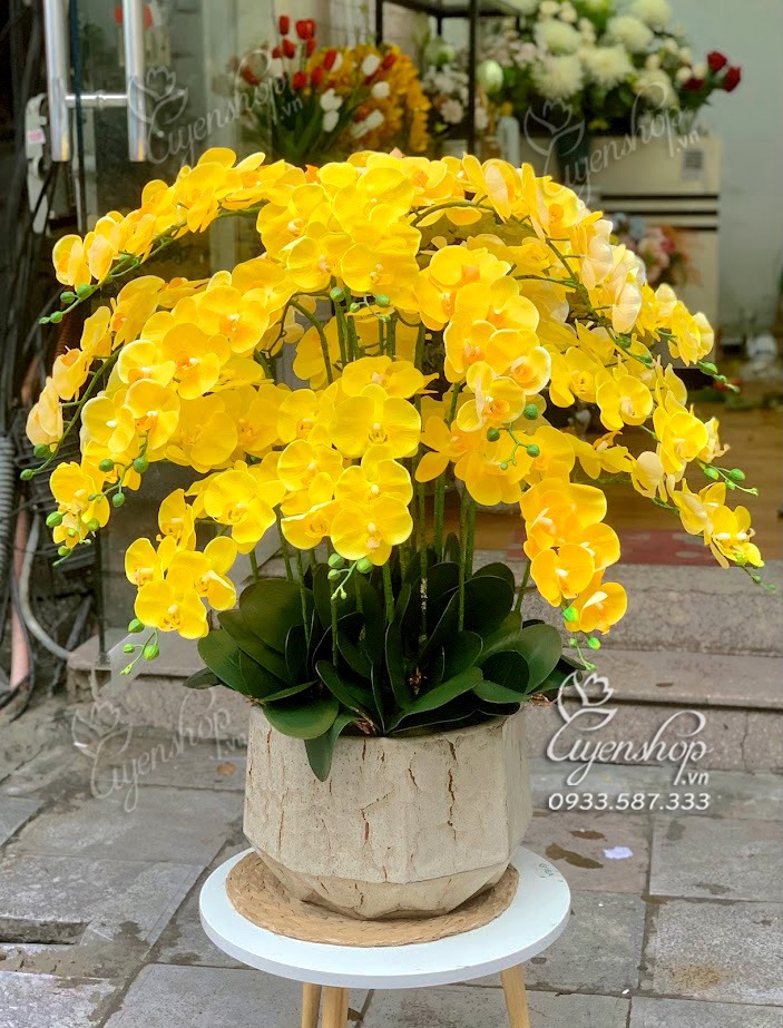 Zoom với CHẬU LAN HỒ ĐIỆP VÀNG