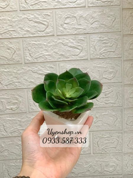 Zoom với CHẬU SEN ĐÁ NHỎ ĐỂ BÀN