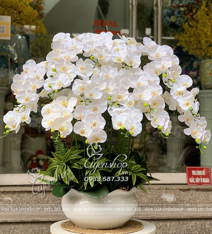 Zoom với CHẬU LAN TRẮNG LỚN SANG TRỌNG