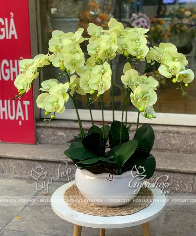 CHẬU LAN HỒ ĐIỆP XANH CỐM Hoa giả, Hoa lụa đẹp, CHẬU LAN HỒ ĐIỆP XANH CỐM