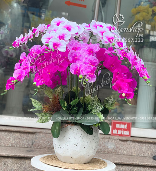 Zoom với CHẬU LAN HỒ ĐIỆP PHÒNG KHÁCH