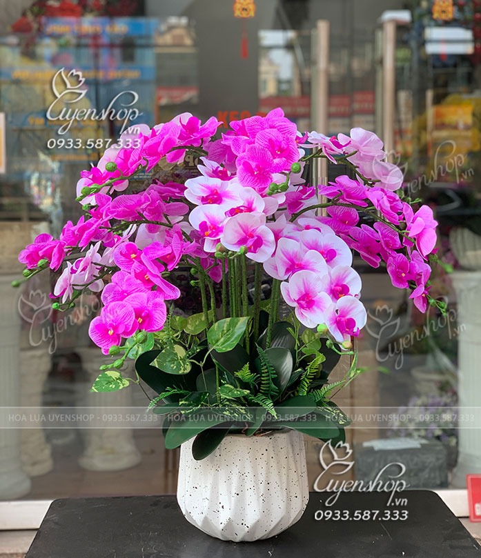 Zoom với CHẬU LAN HỒ ĐIỆP TÍM