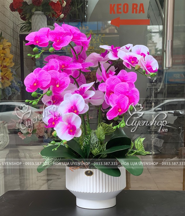 Zoom với CHẬU LAN HỒ ĐIỆP NHỎ
