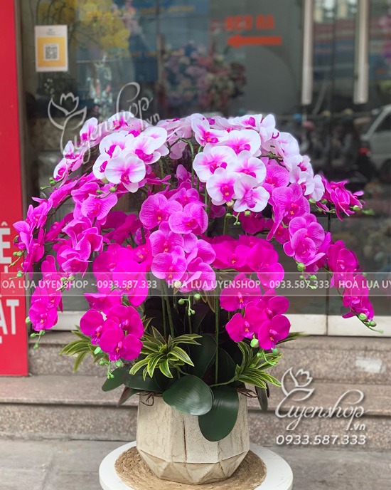 Zoom với CHẬU LAN HỒ ĐIỆP LỚN