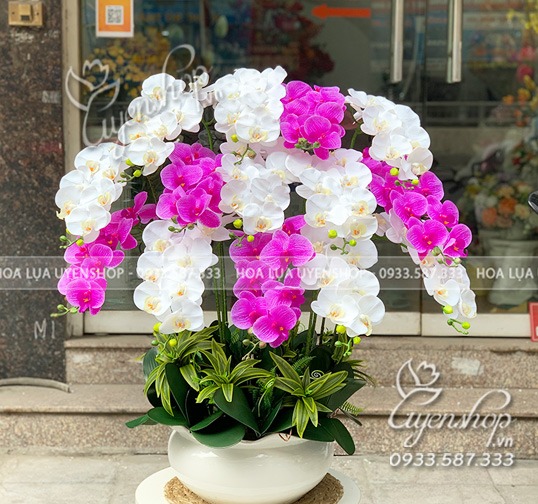 Zoom với CHẬU LAN HỒ ĐIỆP PHÒNG KHÁCH