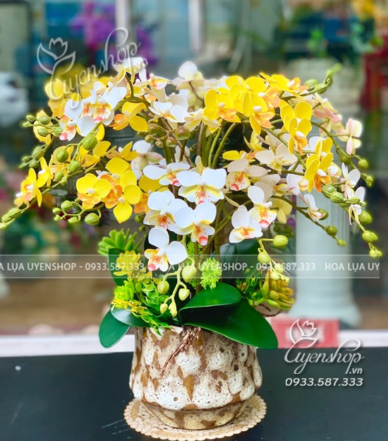 Zoom với CHẬU LAN TIỂU HỒ ĐIỆP ĐỂ BÀN TRANG TRÍ VĂN PHÒNG