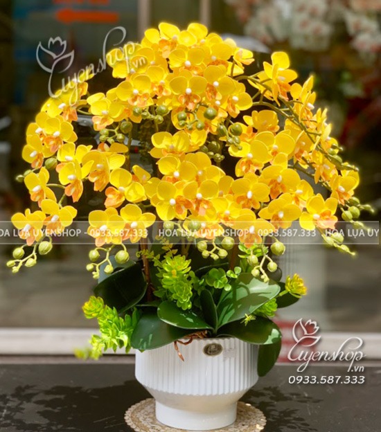 Zoom với CHẬU LAN TIỂU HỒ ĐIỆP VÀNG RỰC RỠ