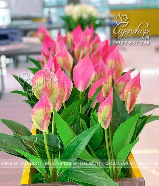 Zoom với HÀNG RÀO, BỒN HOA LAN Ý TRANG TRÍ LỚP HỌC, VĂN PHÒNG CÔNG TY, NHÀ HÀNG, QUÁN CÀ PHÊ