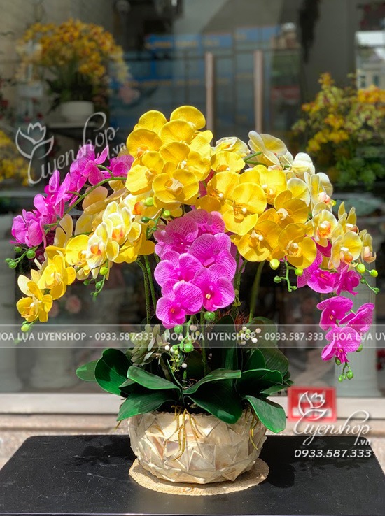 Zoom với Chậu Lan Phòng Khách Mix Màu