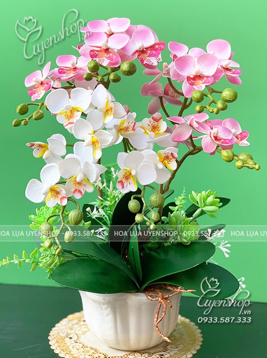 Zoom với CHẬU LAN TIỂU HỒ ĐIỆP NHỎ TONE HỒNG