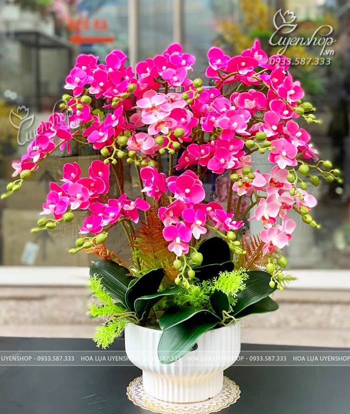Zoom với CHẬU LAN TIỂU HỒ ĐIỆP TONE TÍM
